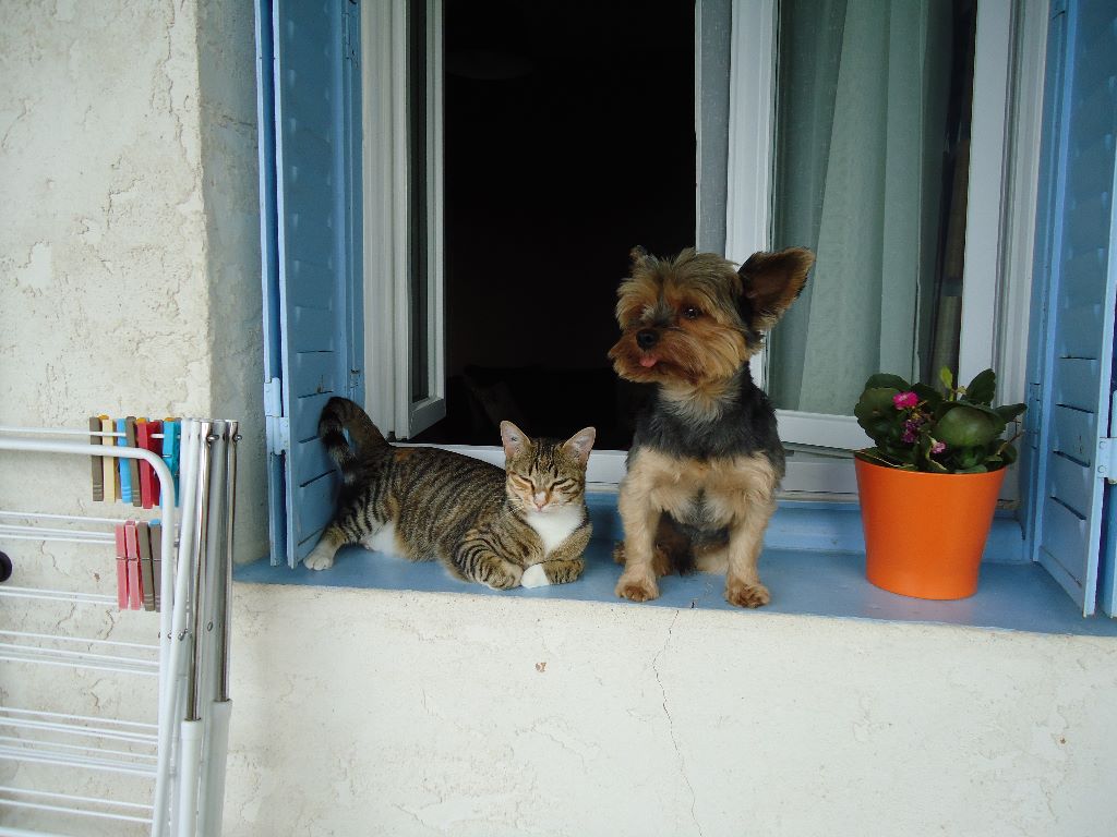 Du puits des sortileges - Guizmo et son chat