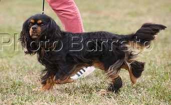 Du puits des sortileges - Résultat exposition canine de Sorges !