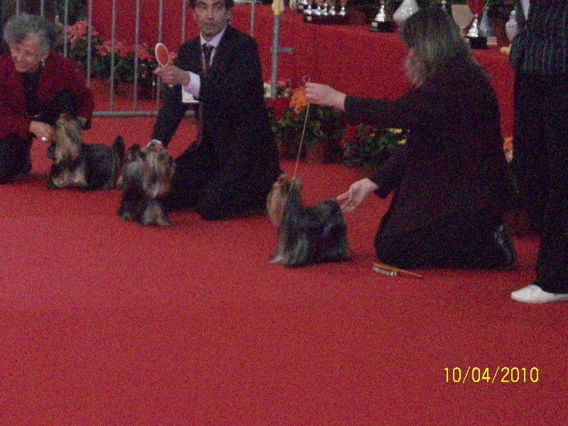 CH. Dinozzo américan star des Bruyères de Line