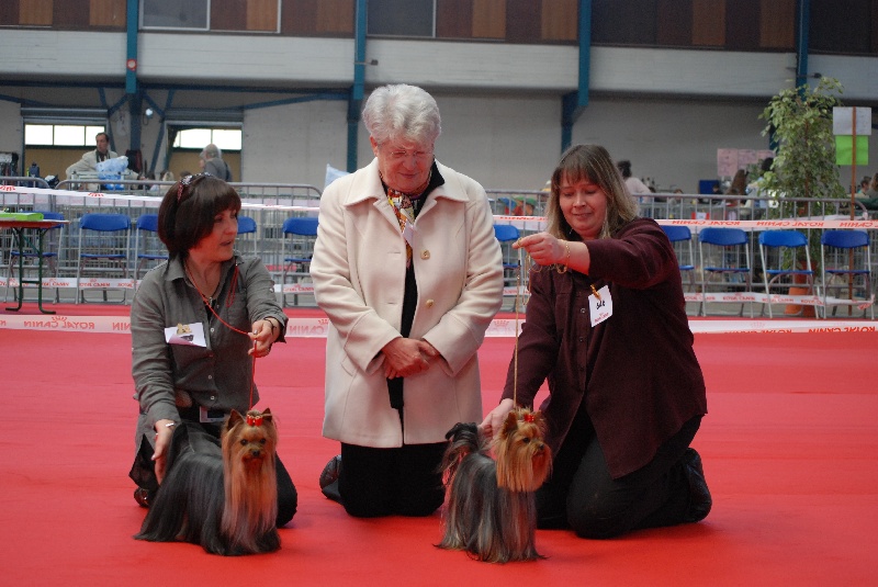 CH. Dinozzo américan star des Bruyères de Line