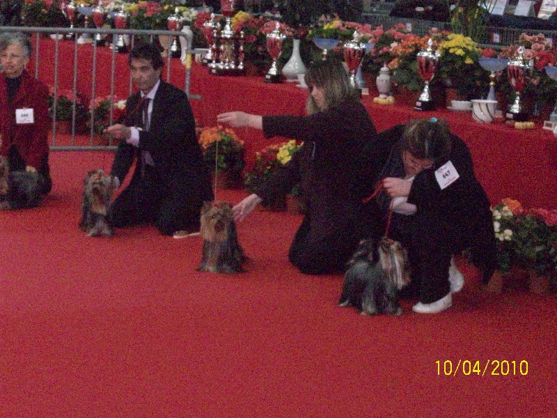 CH. Dinozzo américan star des Bruyères de Line