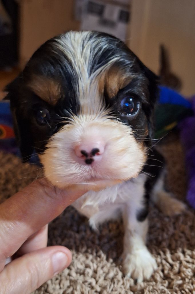 Du puits des sortileges - Chiot disponible  - Cavalier King Charles Spaniel