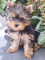 chiot Yorkshire Terrier Du puits des sortileges