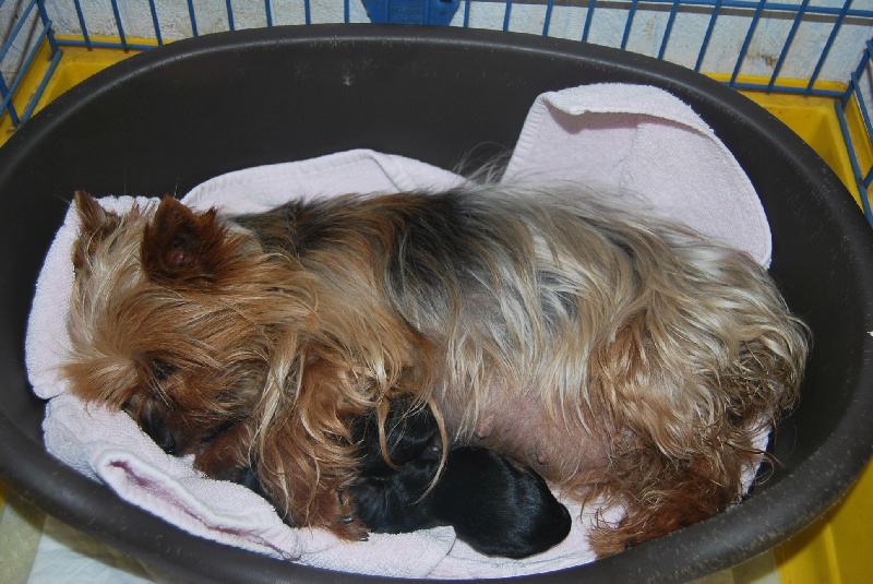 Du puits des sortileges - Yorkshire Terrier - Portée née le 20/06/2011