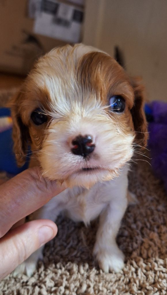 Du puits des sortileges - Chiot disponible  - Cavalier King Charles Spaniel