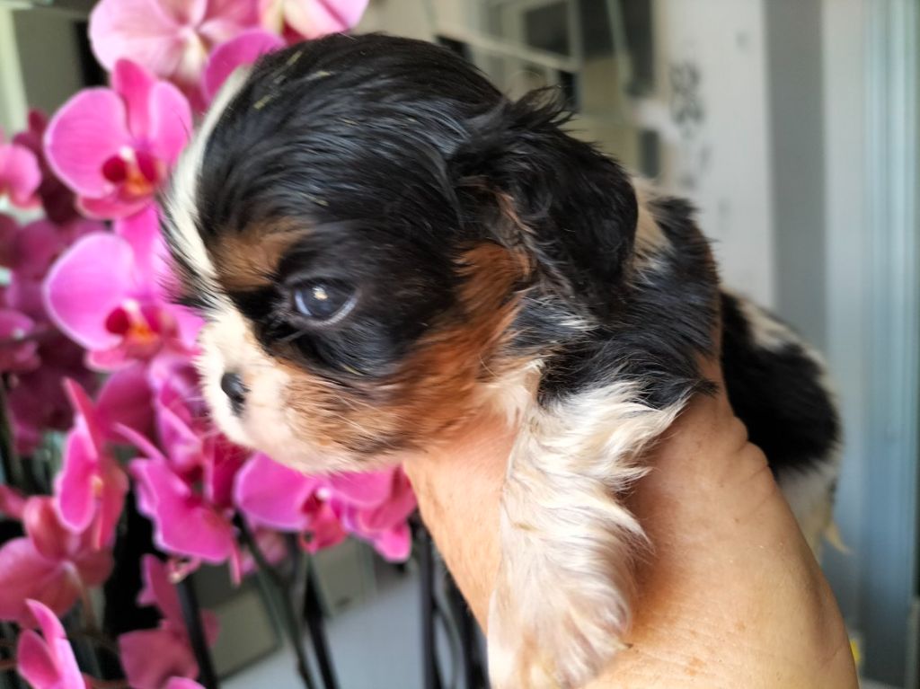 Du puits des sortileges - Chiot disponible  - Cavalier King Charles Spaniel