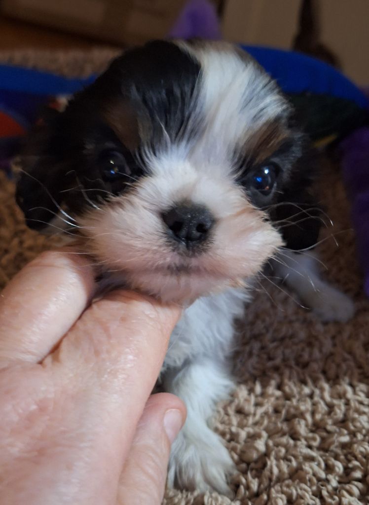 Du puits des sortileges - Chiot disponible  - Cavalier King Charles Spaniel