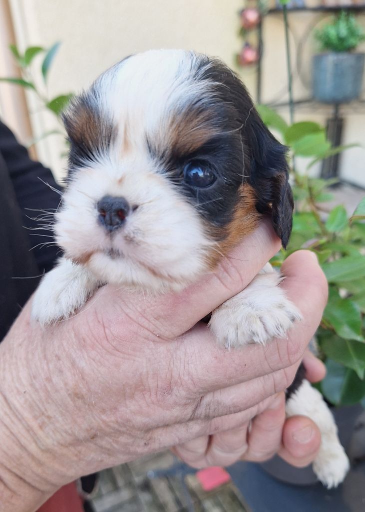 Du puits des sortileges - Chiot disponible  - Cavalier King Charles Spaniel