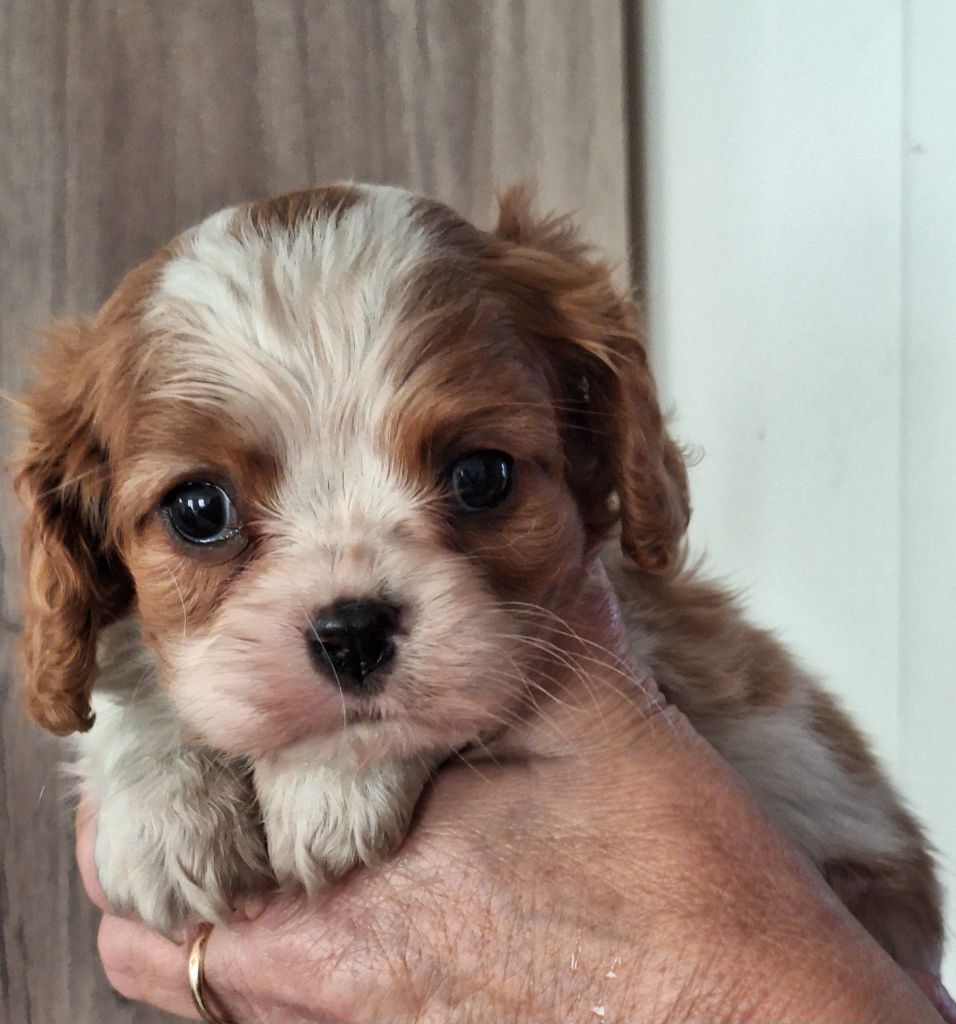 Du puits des sortileges - Chiot disponible  - Cavalier King Charles Spaniel