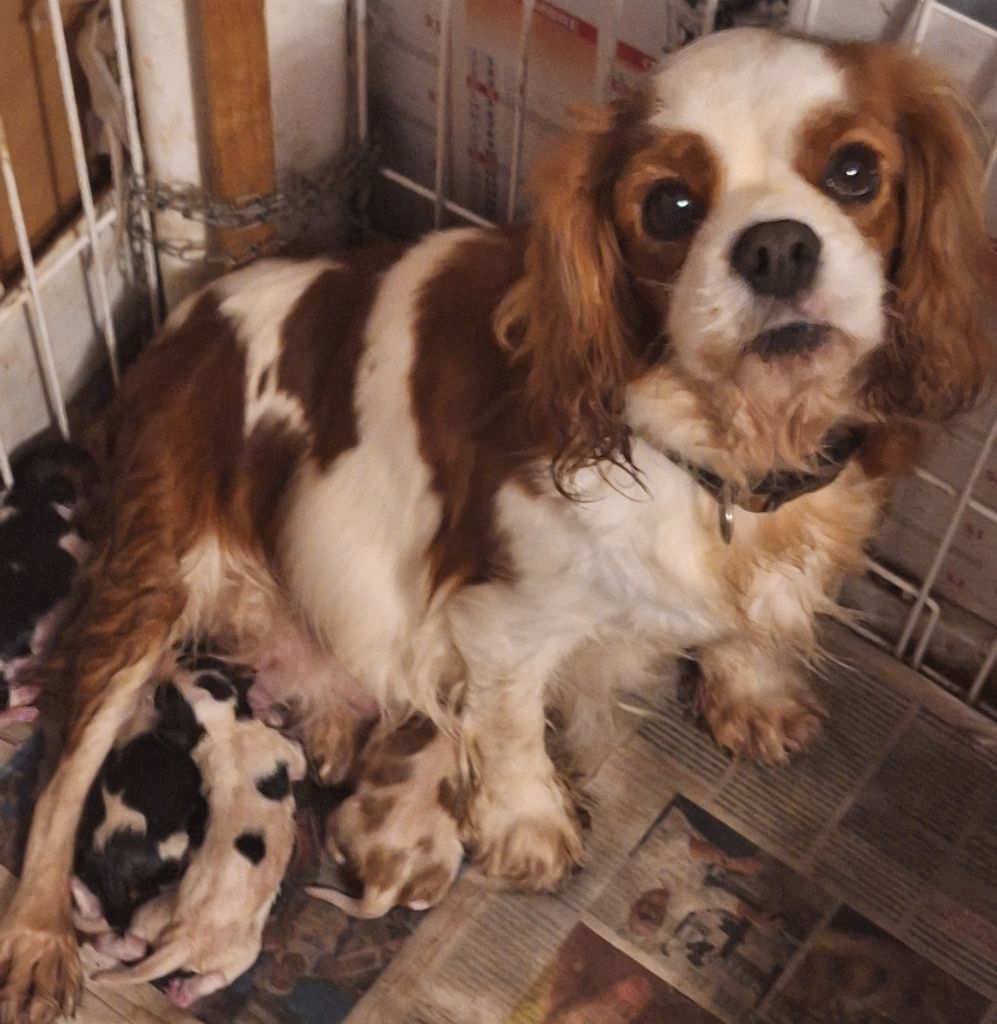 chiot Cavalier King Charles Spaniel Du puits des sortileges