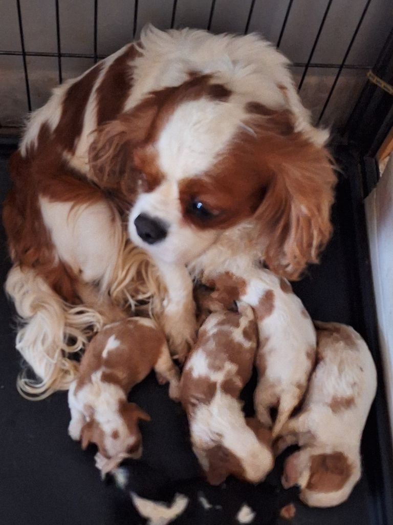 chiot Cavalier King Charles Spaniel Du puits des sortileges