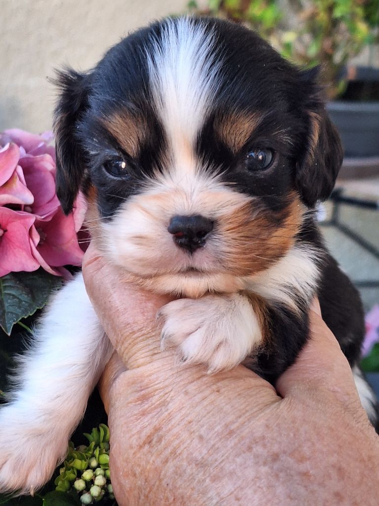 Du puits des sortileges - Chiot disponible  - Cavalier King Charles Spaniel