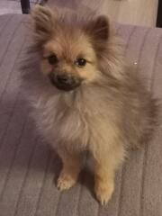 chiot Spitz allemand Du puits des sortileges