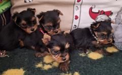 chiot Yorkshire Terrier Du puits des sortileges