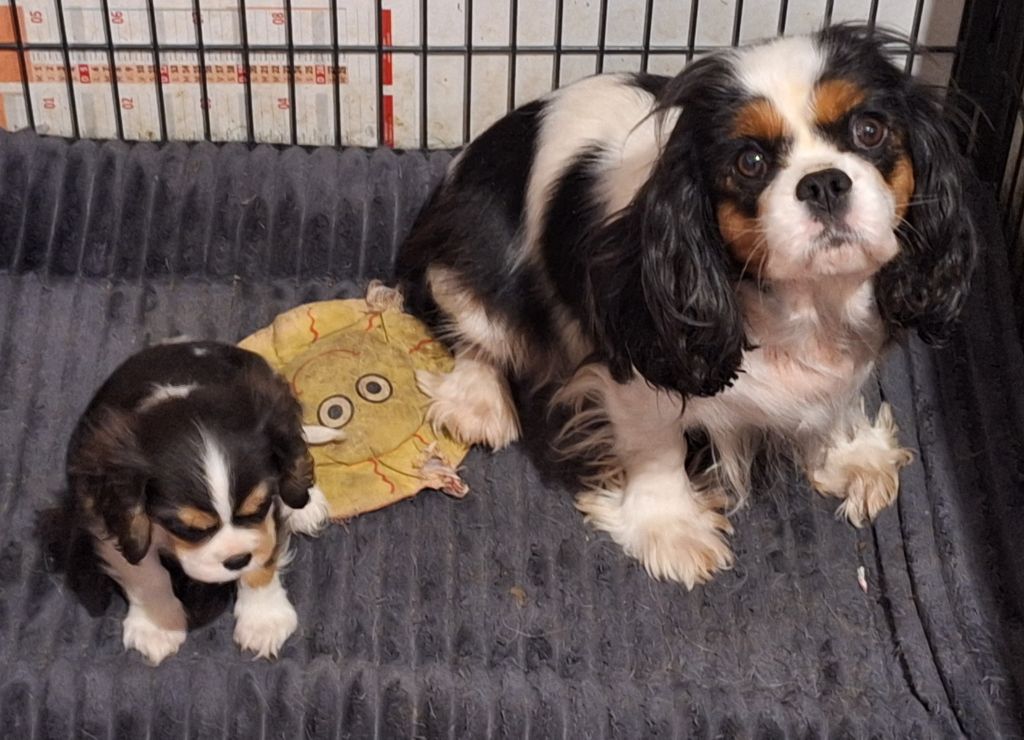 chiot Cavalier King Charles Spaniel Du puits des sortileges