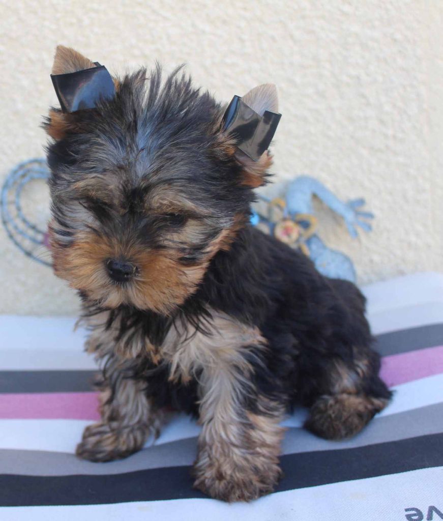 chiot Yorkshire Terrier Du puits des sortileges