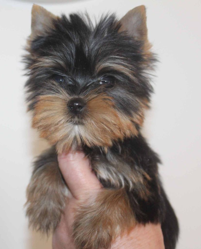 chiot Yorkshire Terrier Du puits des sortileges