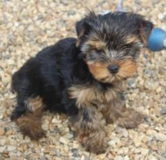 chiot Yorkshire Terrier Du puits des sortileges