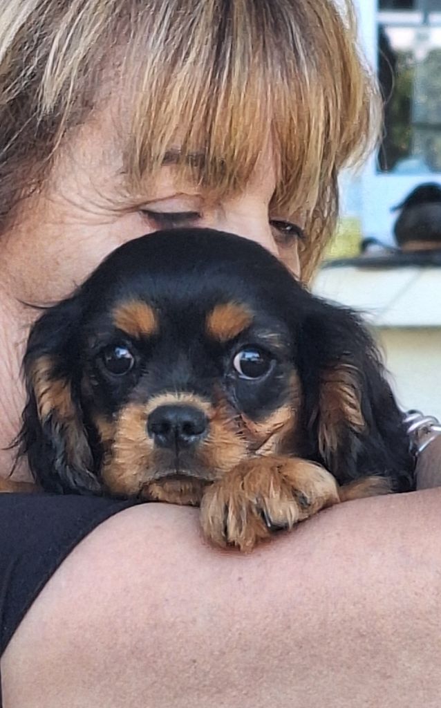 chiot Cavalier King Charles Spaniel Du puits des sortileges