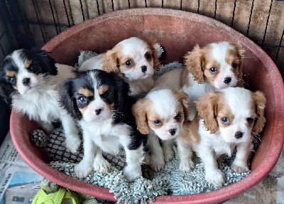 Du puits des sortileges - Cavalier King Charles Spaniel - Portée née le 28/10/2024