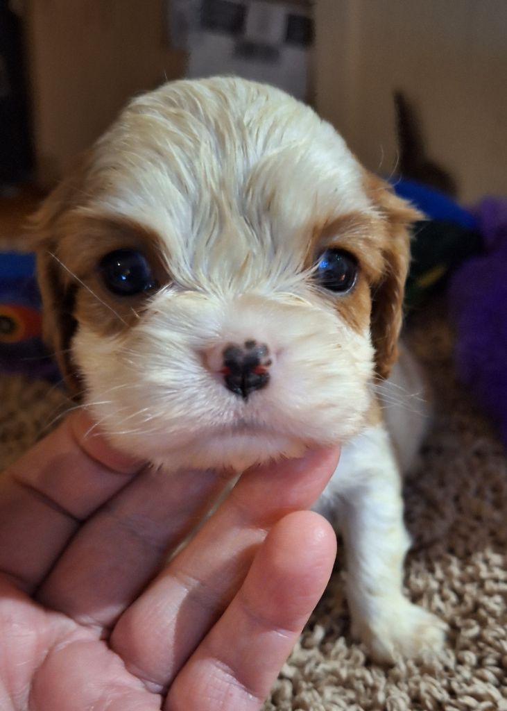 Du puits des sortileges - Chiot disponible  - Cavalier King Charles Spaniel