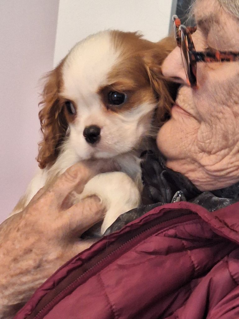 Du puits des sortileges - Chiot disponible  - Cavalier King Charles Spaniel