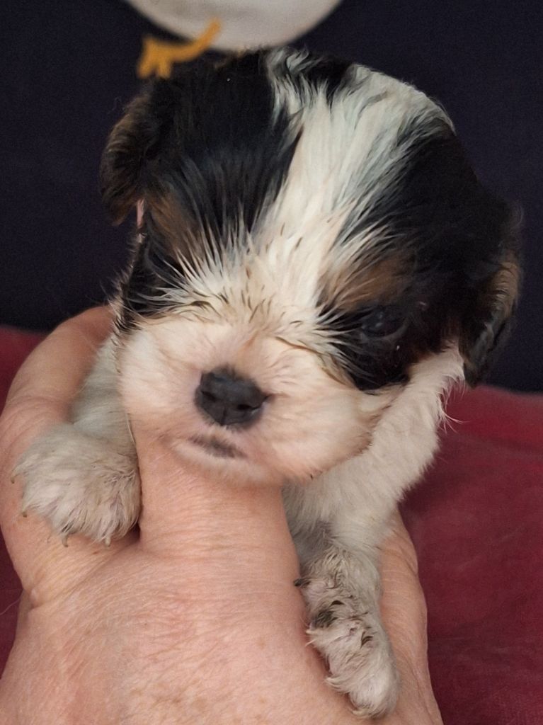 Du puits des sortileges - Chiot disponible  - Cavalier King Charles Spaniel