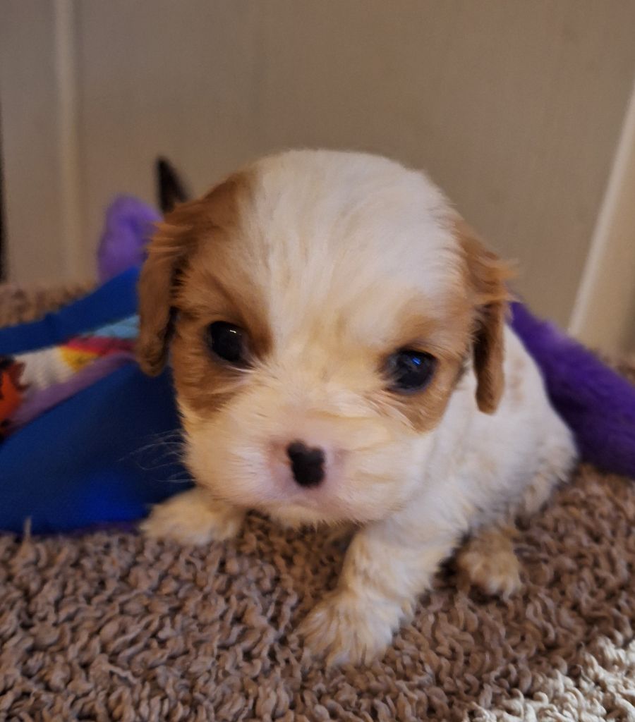 Du puits des sortileges - Chiot disponible  - Cavalier King Charles Spaniel