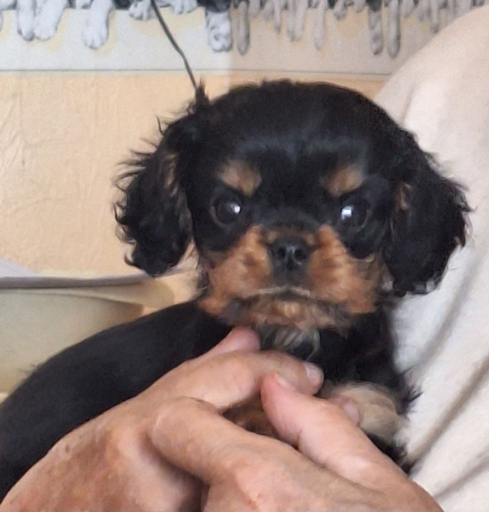 Du puits des sortileges - Chiot disponible  - Cavalier King Charles Spaniel