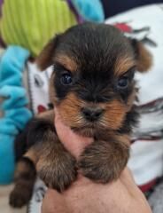 chiot Yorkshire Terrier Du puits des sortileges