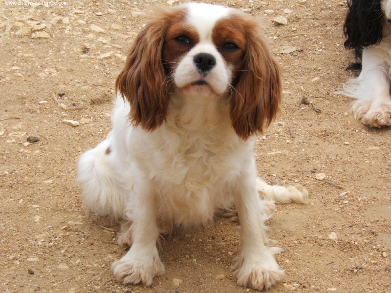 Ulyne Du puits des sortileges