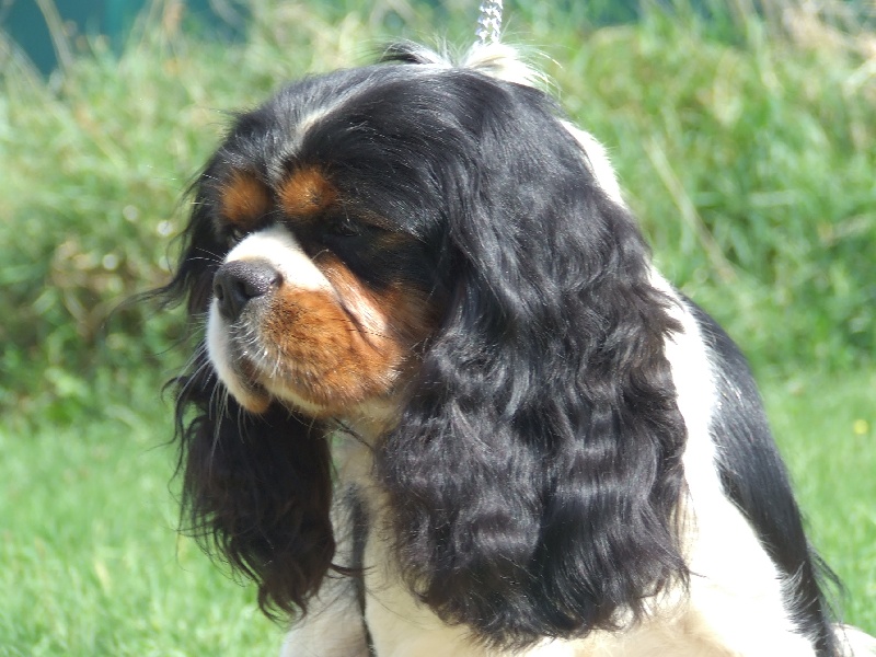 Benji Du puits des sortileges