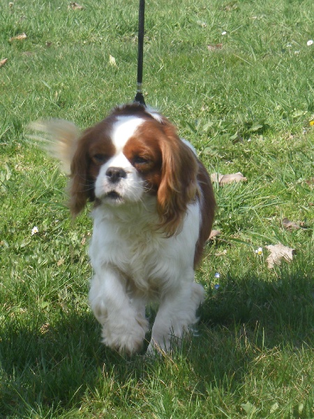 Chester Du puits des sortileges