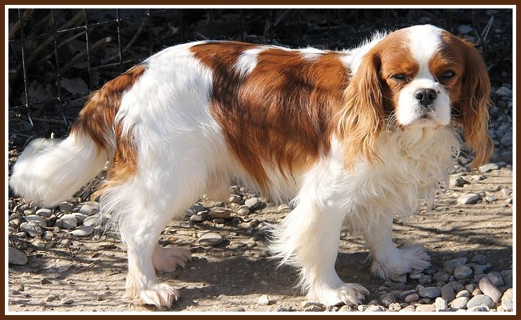 Chester Du puits des sortileges