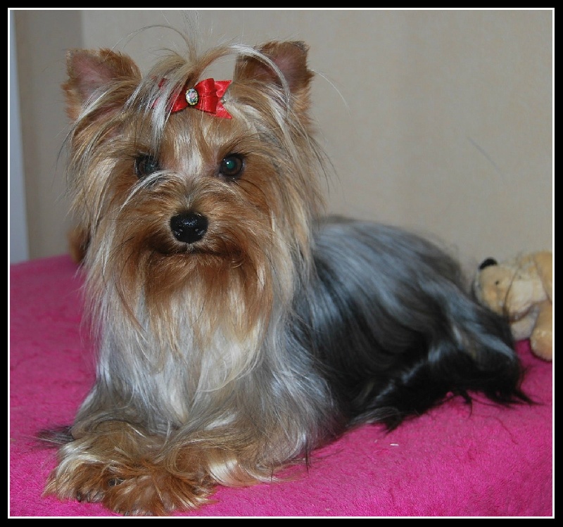 Guess-star Du puits des sortileges