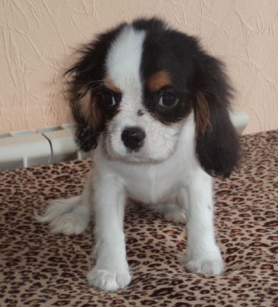 Jazzy girl Du puits des sortileges
