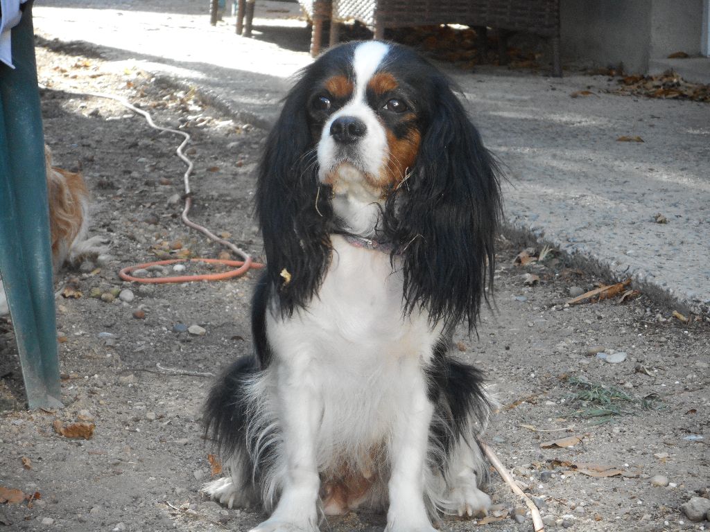 Jasmine Du puits des sortileges