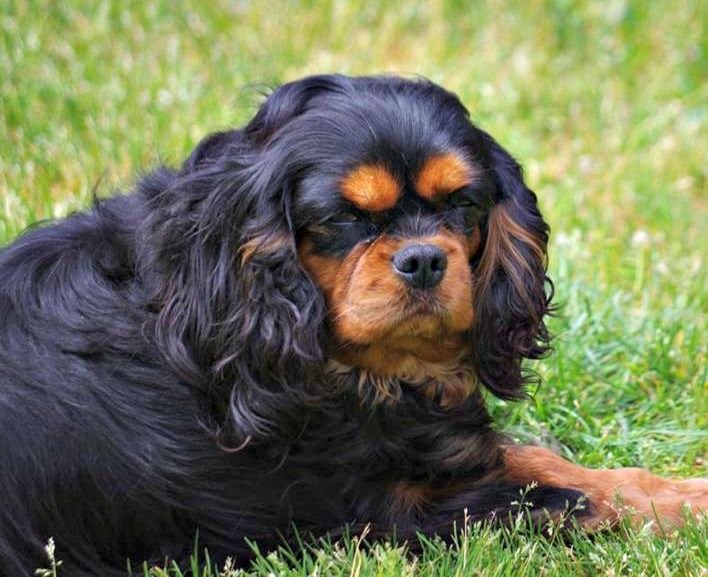 Ievoushka duchesse Du puits des sortileges