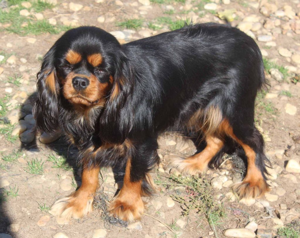 Reglisse mint Du puits des sortileges