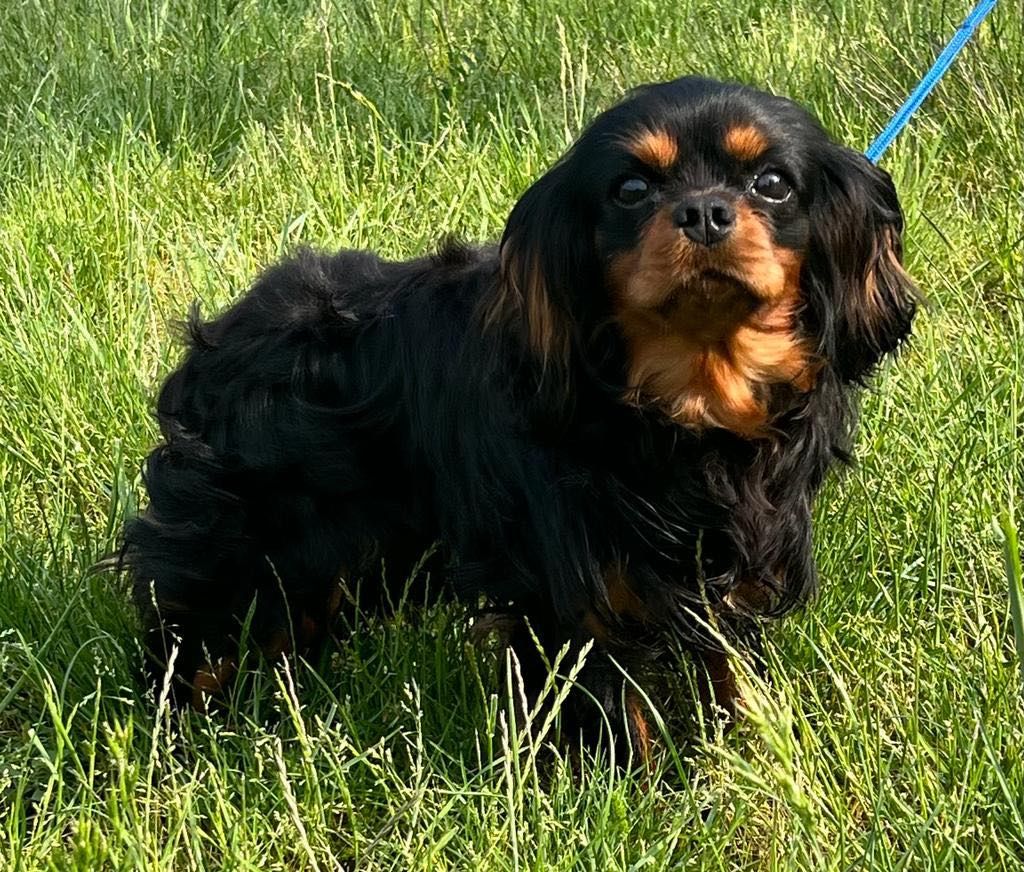 Sirius black Du puits des sortileges