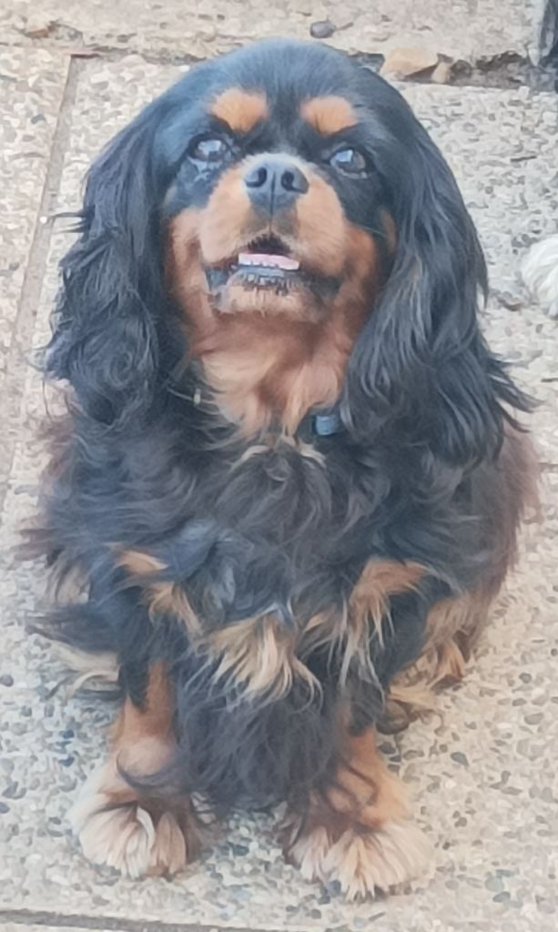 Reglisse mint Du puits des sortileges