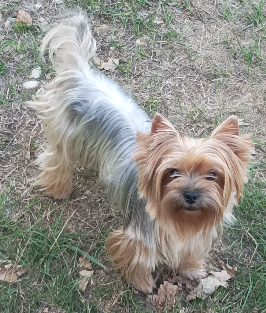 Une dame de coeur Du puits des sortileges