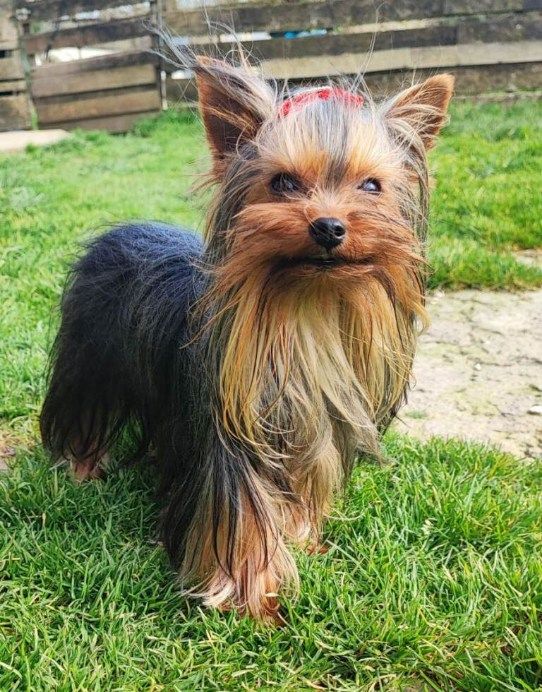 Ulk de la tour de la marquetterie