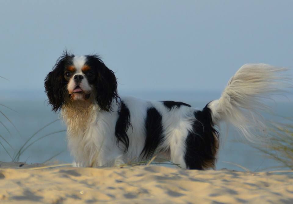 Du puits des sortileges - Superbe Mylan !