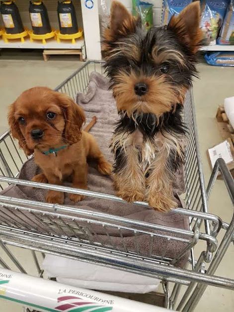 Du puits des sortileges - Oscar et Opium font leurs courses !