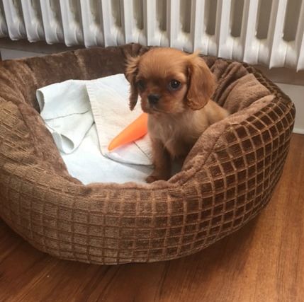 Du puits des sortileges - MUFFIN