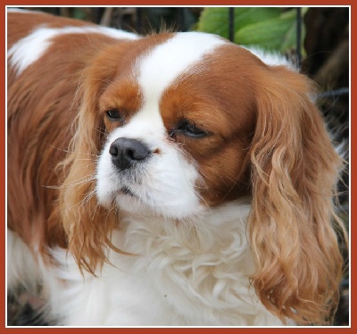 Du puits des sortileges - Chester !