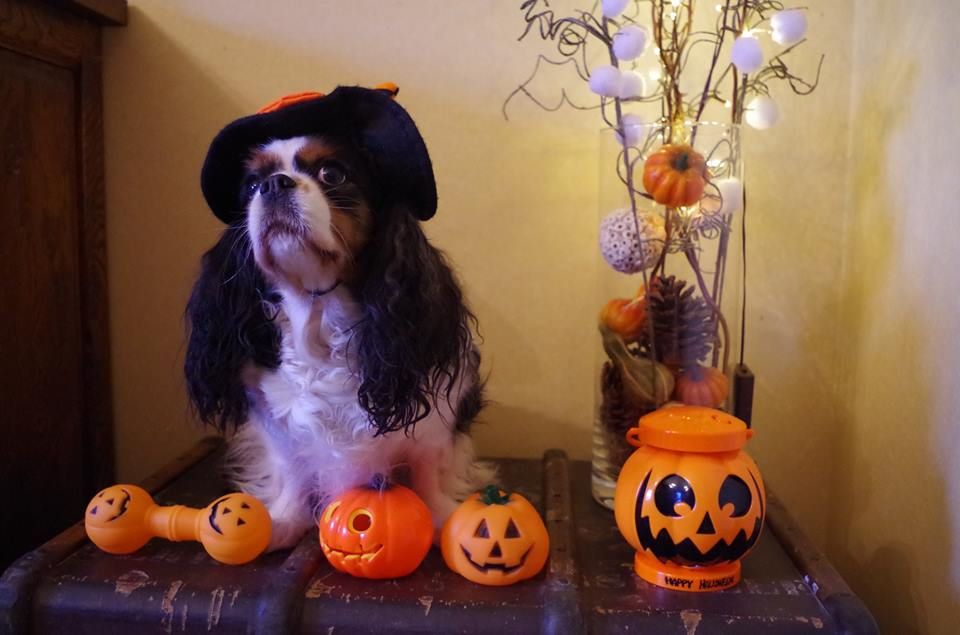 Du puits des sortileges - Halloween