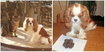 Du puits des sortileges - Hyona chercheuse de truffes !