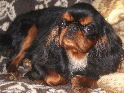 Du puits des sortileges - une chienne née à l'elevage devient championne internationale !!